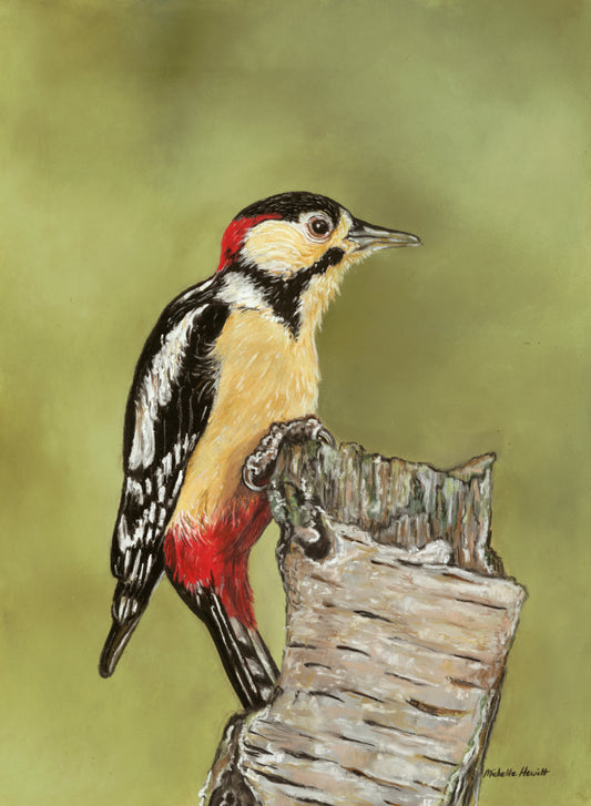 Print of Original pastel 'Woodpecker'