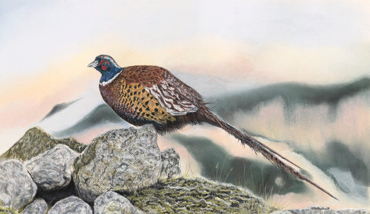 Print of Original pastel 'Highland Pheasant'